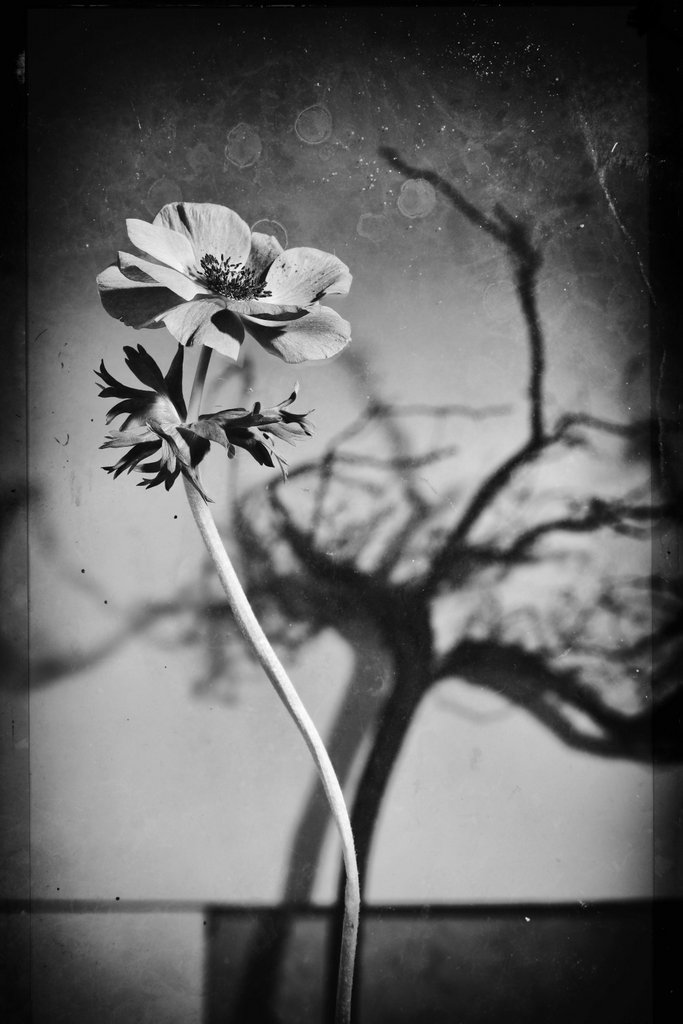 Inception (serie Twilight)