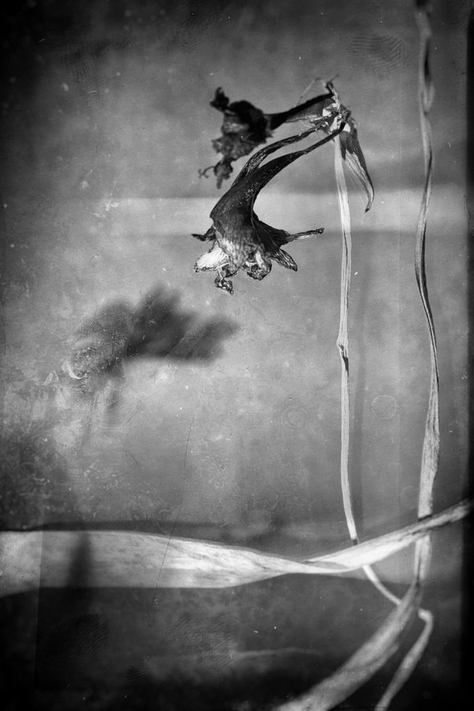 Lost love (serie Twilight)