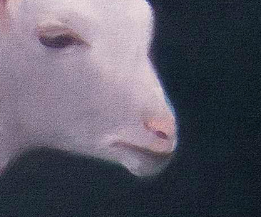 Christine van der Cingel